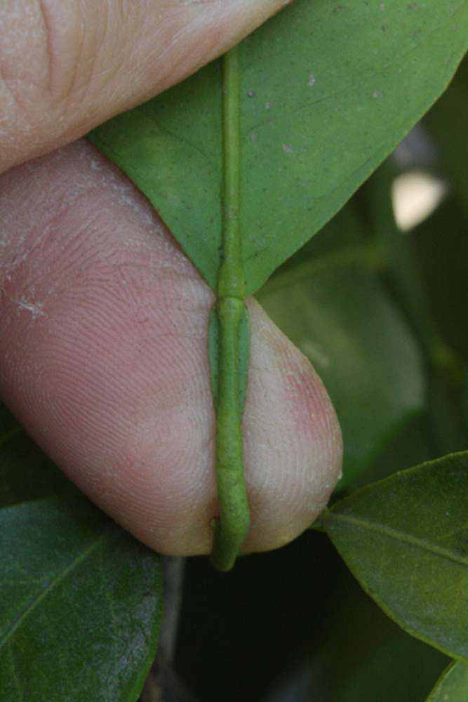              Petiole (Riverside, CA)       